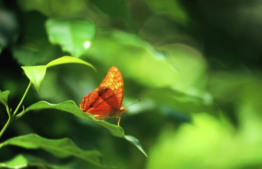 Resting Butterfly Photograph by Regis Martin Resting Butterfly Photograph by Regis Martin