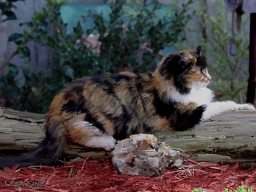 Cat Photograph - Resting Calico Cat by Lesa Fine