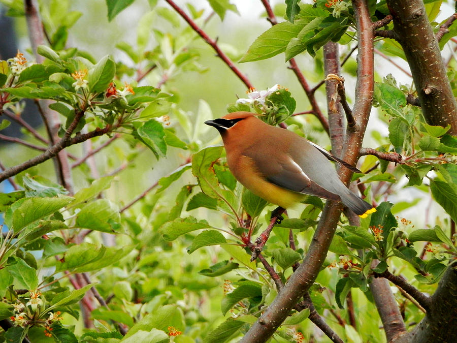 Resting Cedar Waxwing Photograph by Zinvolle Art