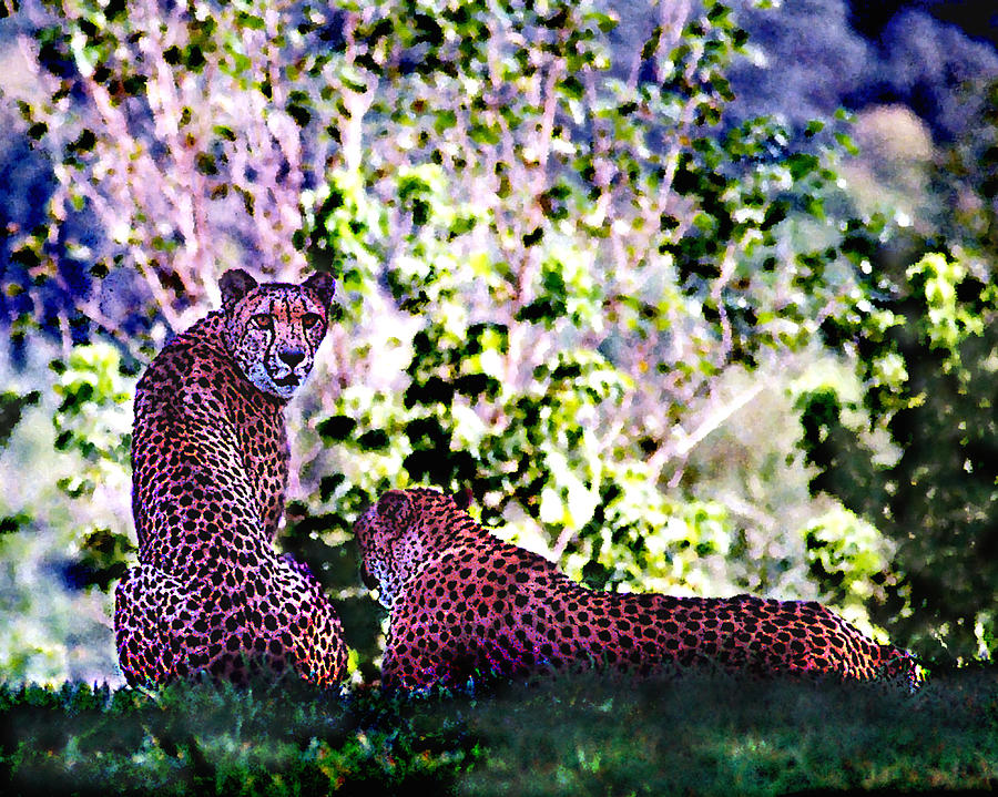Resting Cheetahs Digital Art by Steve Karol