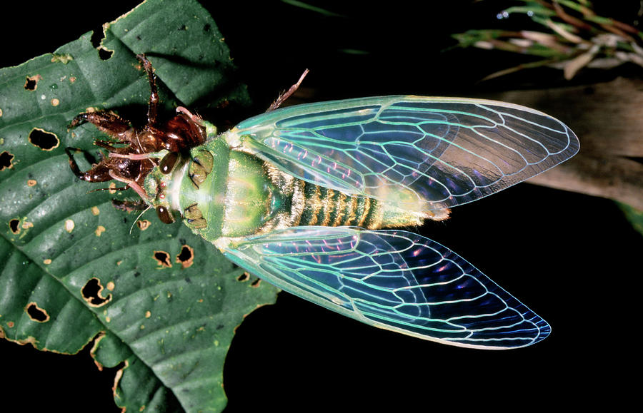 Resting Cicada Photograph by Dr Morley Read/science Photo Library