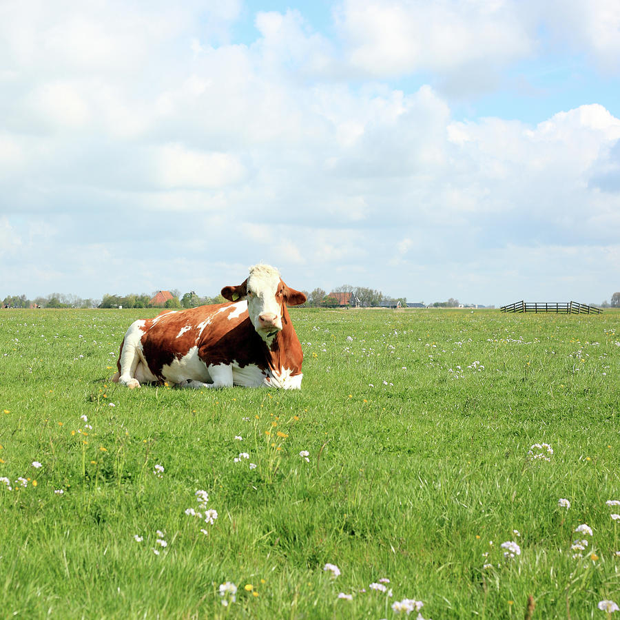 Resting Cow Photograph by Marcel Ter Bekke