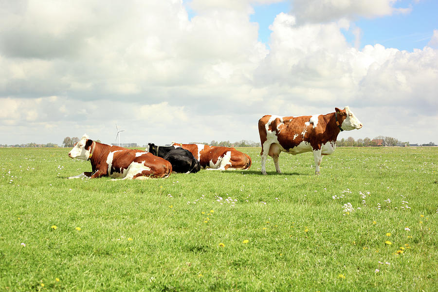 Resting Cows Photograph by Marcel Ter Bekke