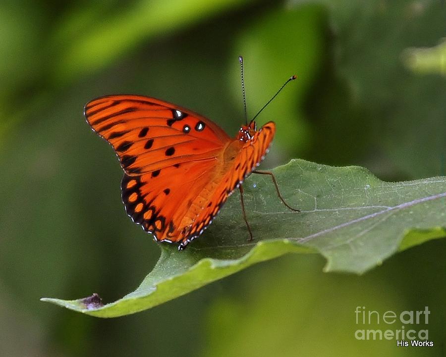 Butterfly Photograph - Resting by Dane Stensen