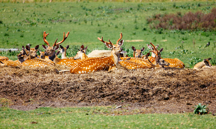 Deer Photograph - Resting Deer Herd by Pati Photography