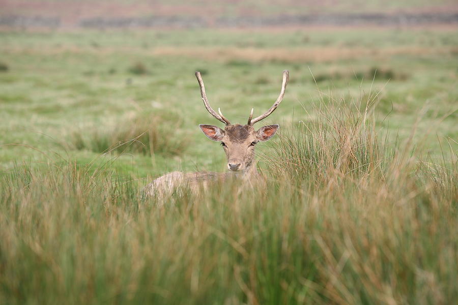 Deer Photograph - Resting Deer by Mark Severn