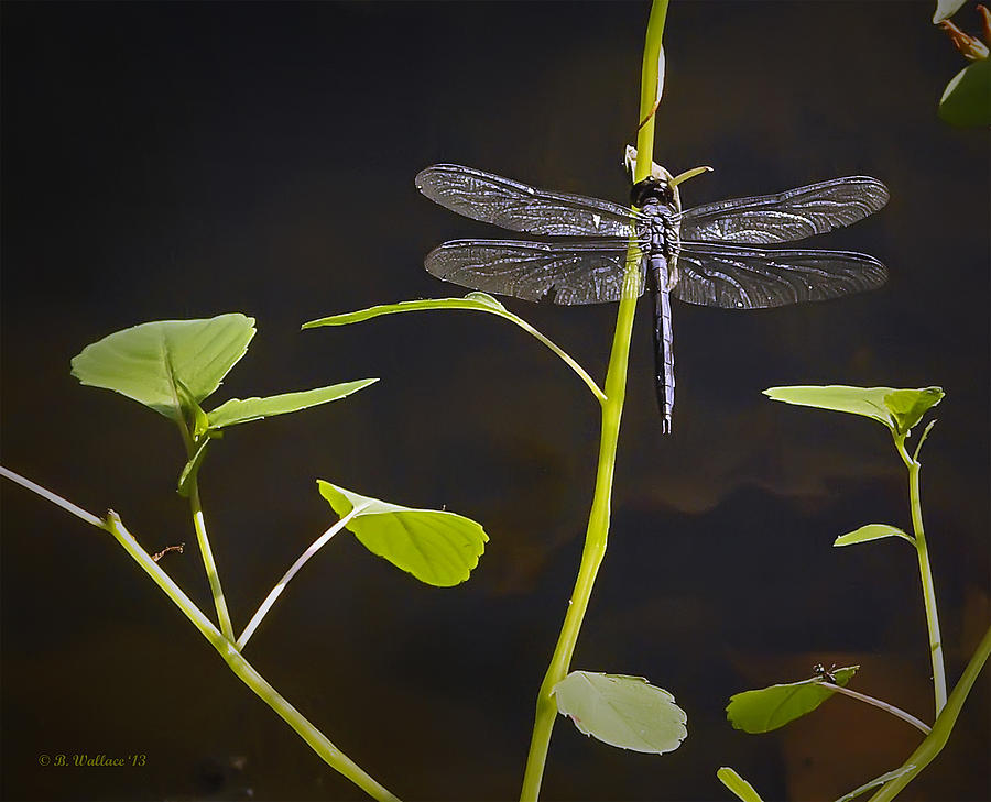 Resting Dragon Photograph by Brian Wallace Resting Dragon Photograph by Brian Wallace