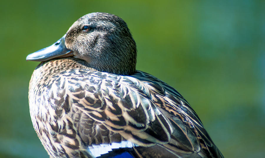 Resting Duck Hen Photograph by Optical Playground By MP Ray