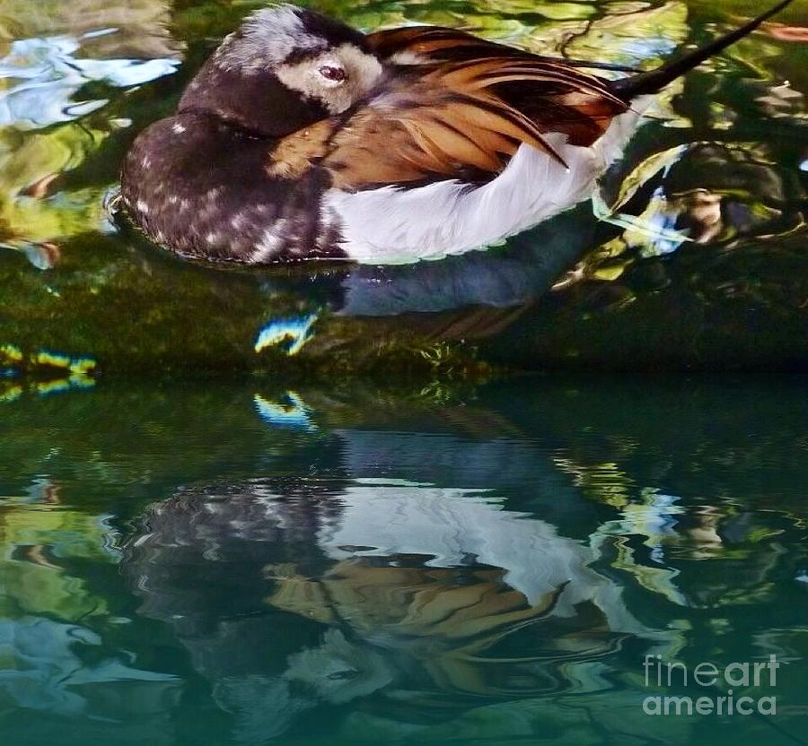 Resting Duck  Photograph by Susan Garren