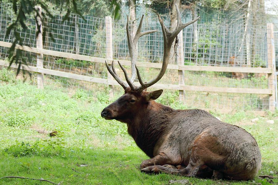 Bison Photograph - Resting Elk by Rhonda Humphreys