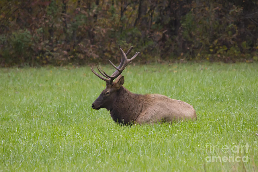 Resting Elk Photograph by Ules Barnwell