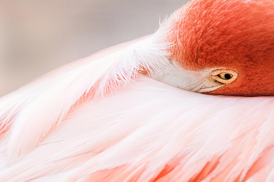 Resting Flamingo Photograph by Don Johnson