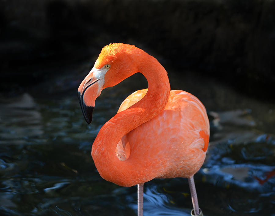 Resting Flamingo Photograph by Maggy Marsh
