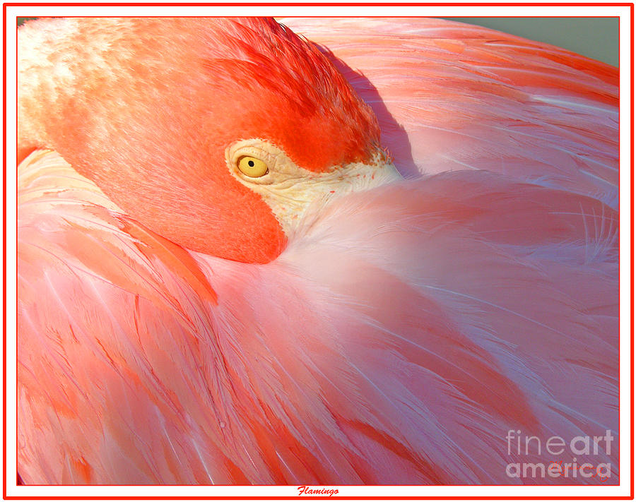 Resting Flamingo Photograph by Mariarosa Rockefeller