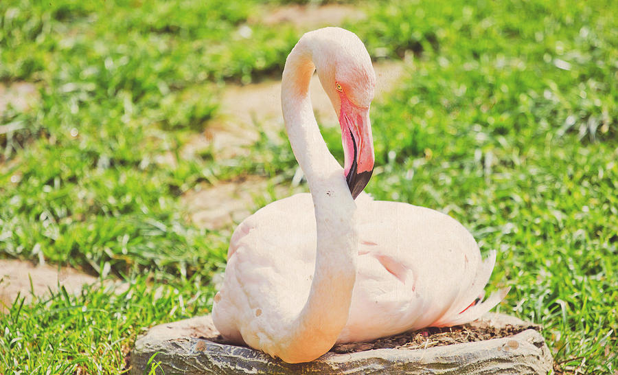 Wildlife Photograph - Resting Flamingo by Pati Photography