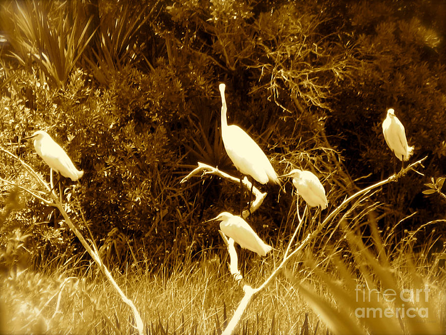 Resting Flock Sepia Photograph by Anita Lewis