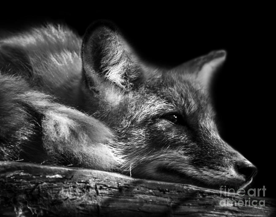 Resting Fox Photograph by Ken Frischkorn