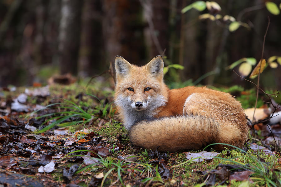 Resting Fox Photograph by Mlorenzphotography