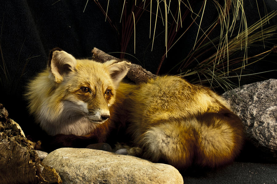 Resting fox Photograph by Suanne Forster