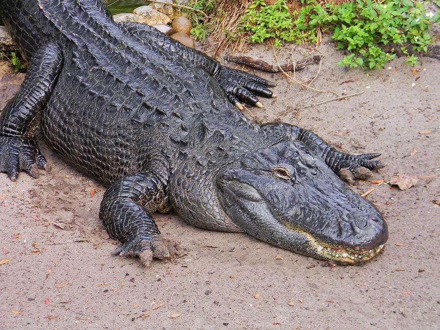 Resting Gator Photograph by Warren Thompson - Fine Art America