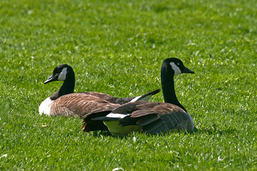 Resting Geese Photograph by John Holloway | Fine Art America