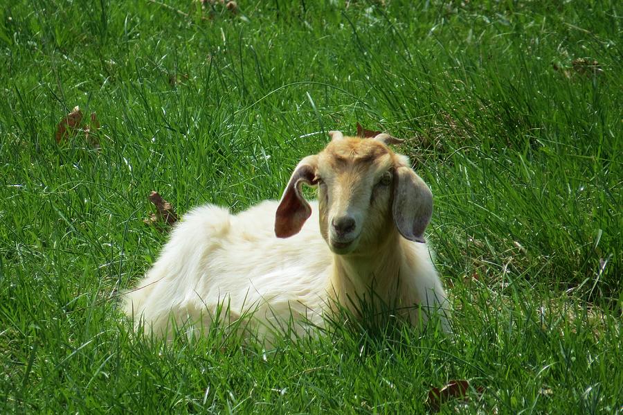 Resting Goat Photograph by Jeanette Oberholtzer