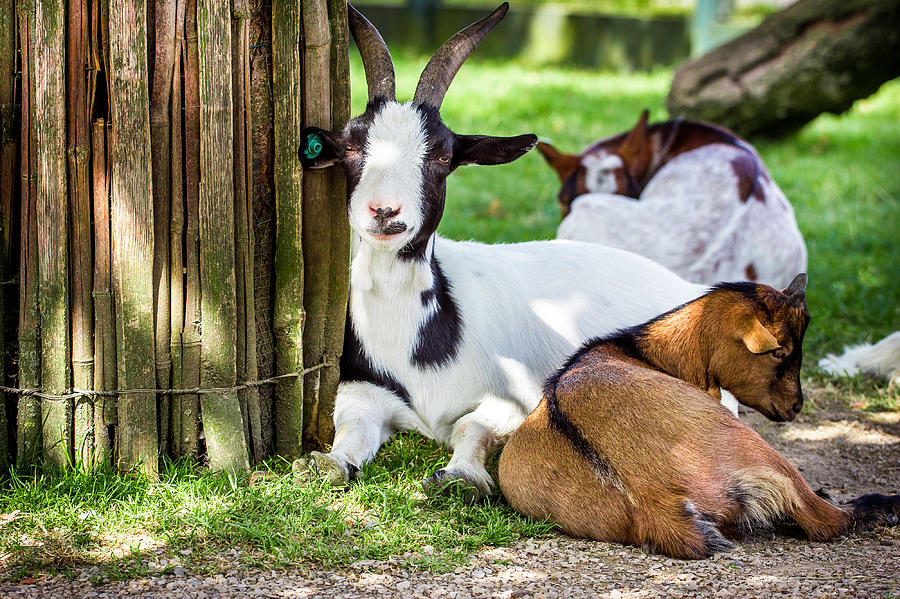 Nature Photograph - Resting Goats by Pati Photography