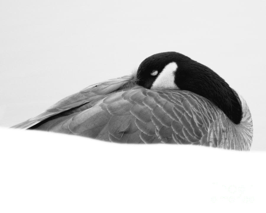 Resting Goose in BW Photograph by Anita Oakley