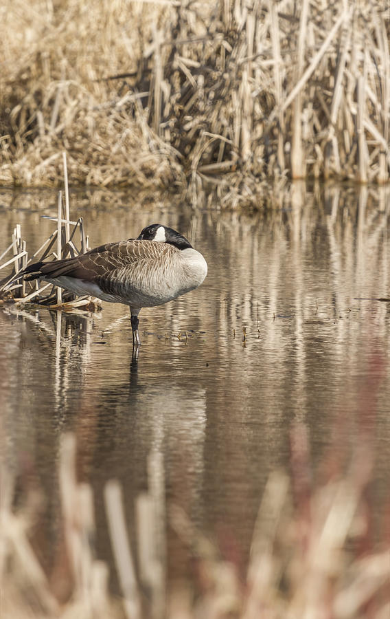 Resting Goose Photograph by Thomas Young