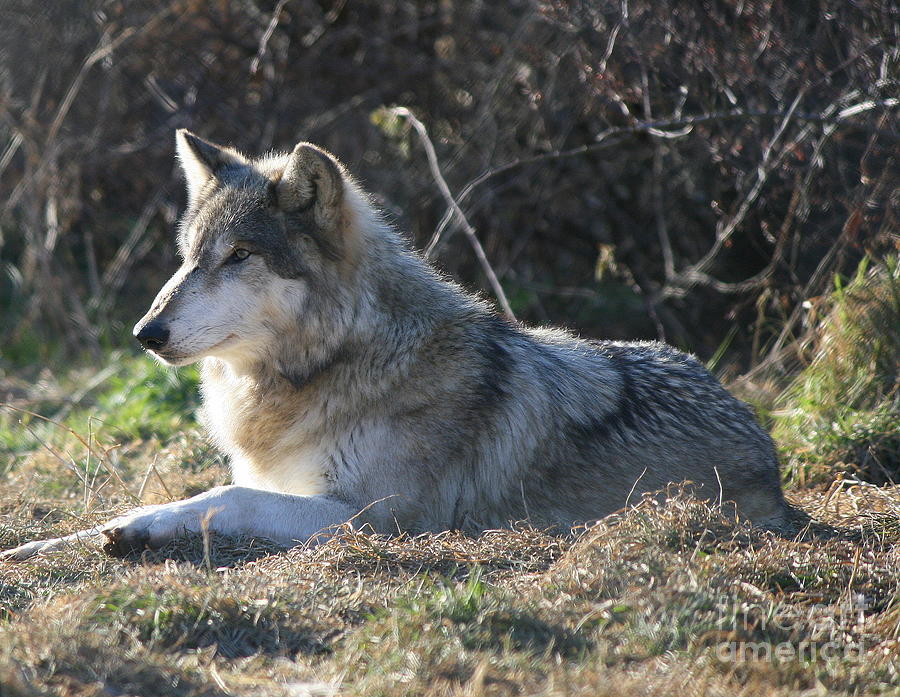 Wolves Photograph - Resting Gray Wolf by Neal Eslinger