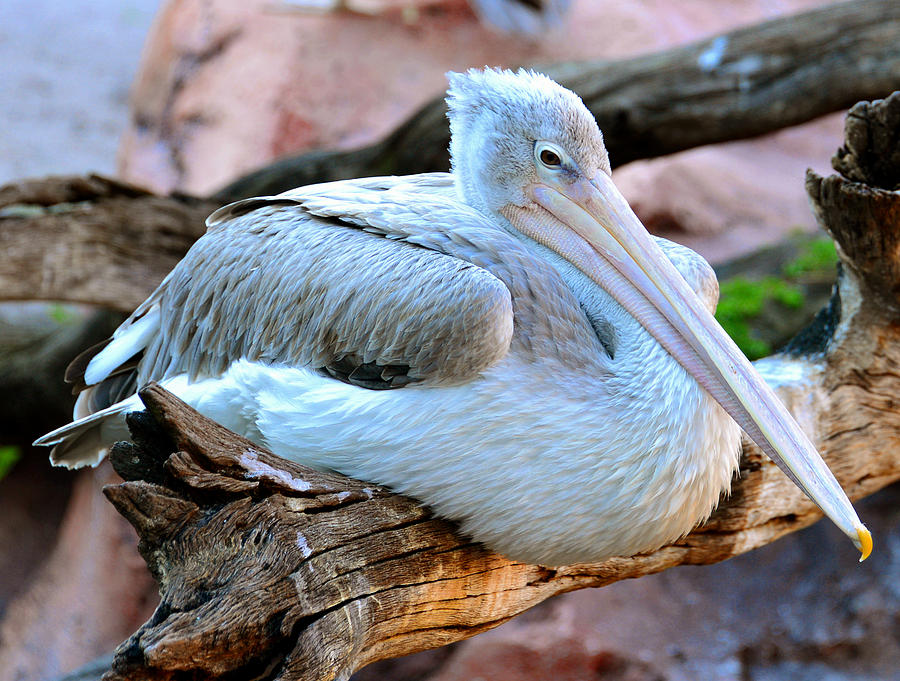 Resting Great White Pelican Photograph by David Lee Thompson