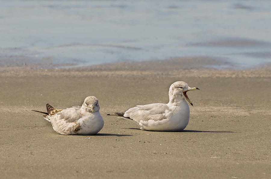Resting Gulls Photograph by Robert Mitchell