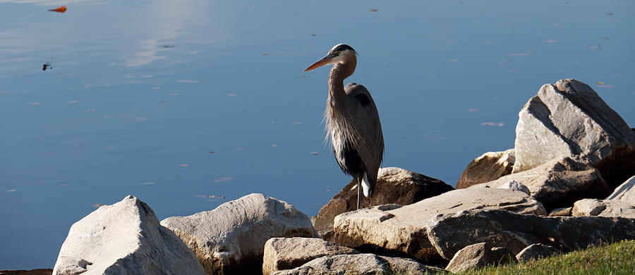Resting Heron Photograph by Mary Haber