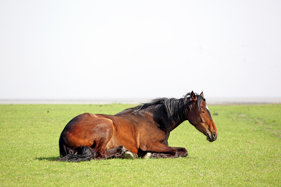 Resting Horse Photograph by Marcel Ter Bekke
