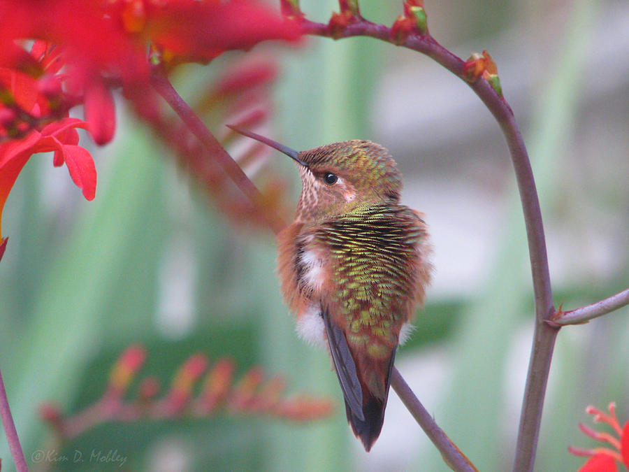 Resting humming bird  Photograph by Kim Mobley