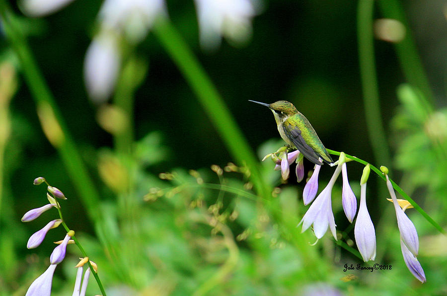 Resting Hummingbird Photograph by Jale Fancey
