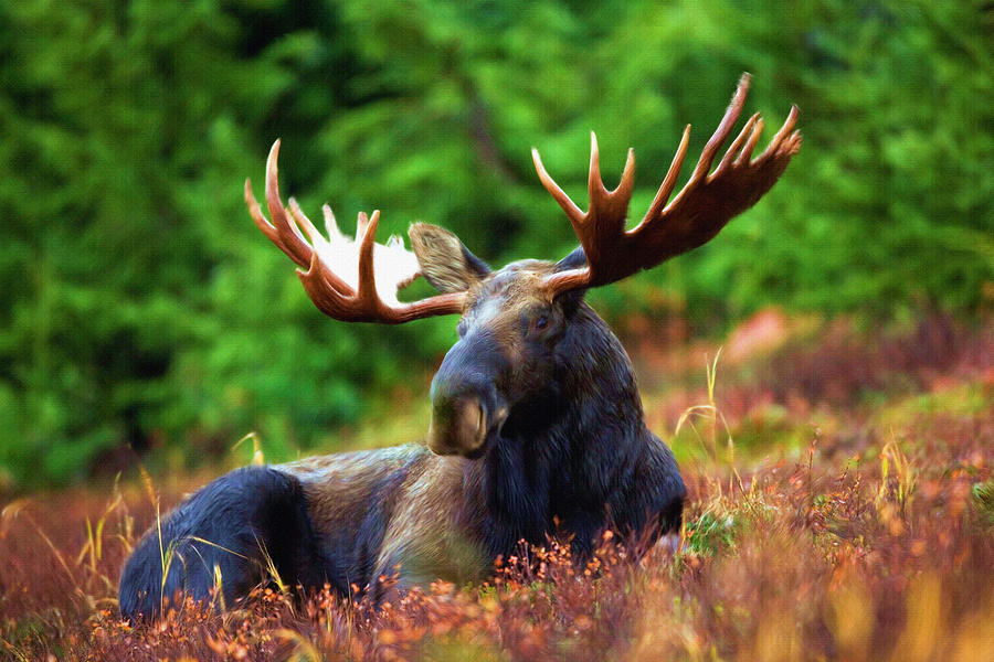 Moose Painting - Resting in peace by Inspirowl Design