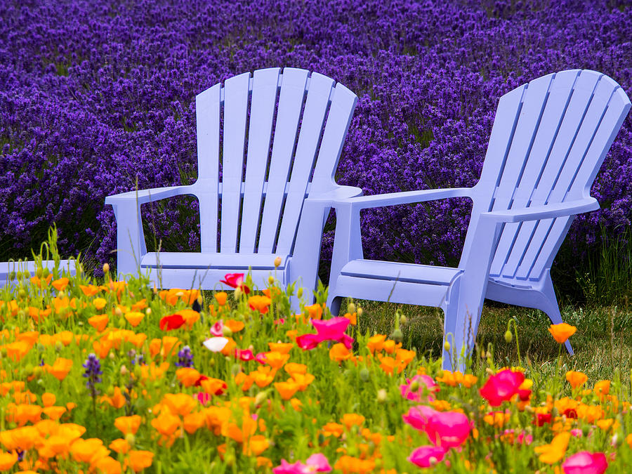 Sitting in the Lavender and Poppies Photograph by Eggers Photography