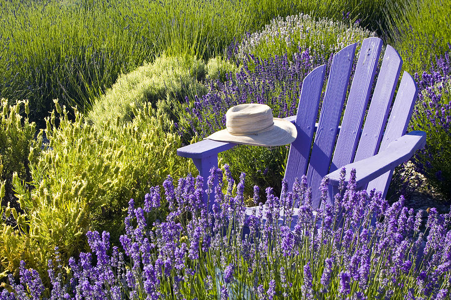 Resting in the Lavender Photograph by Eggers Photography