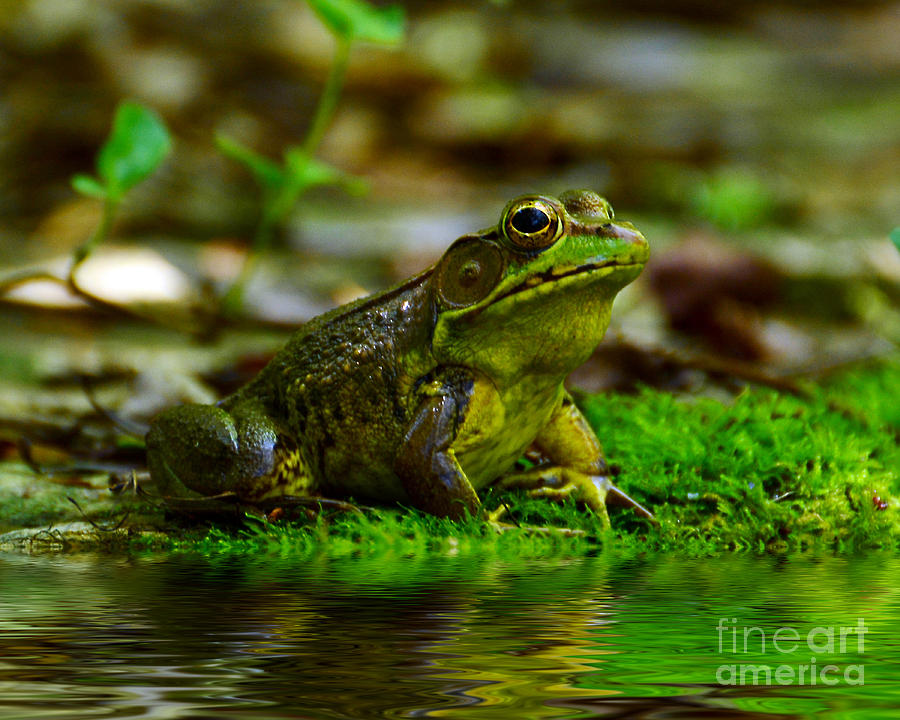 Nature Photograph - Resting In The Shade by Kathy Baccari