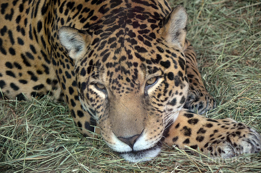 Resting Jaguar Photograph by Frank Larkin