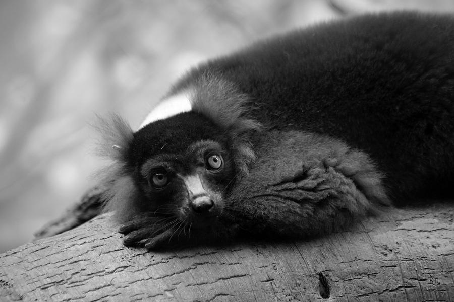 Resting Lemur Photograph by Karol Livote