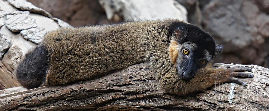 Resting Lemur Photograph by Lilliana Mendez