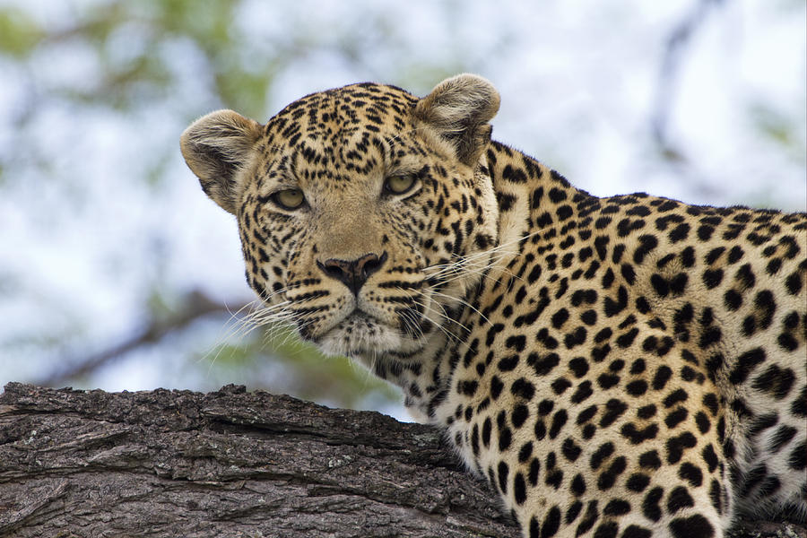 Resting Leopard Okavango Delta Botswana Photograph by Dickie Duckett