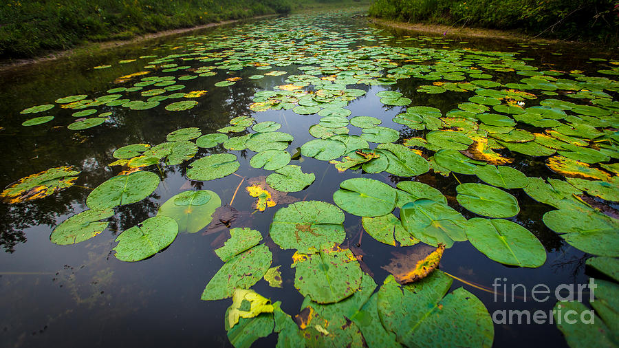 Resting Lilly Pads Photograph by Andrew Slater