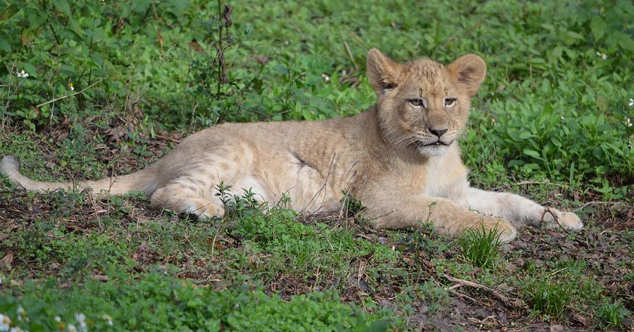 Jacksonville Photograph - Resting Lion Cub by Richard Bryce and Family