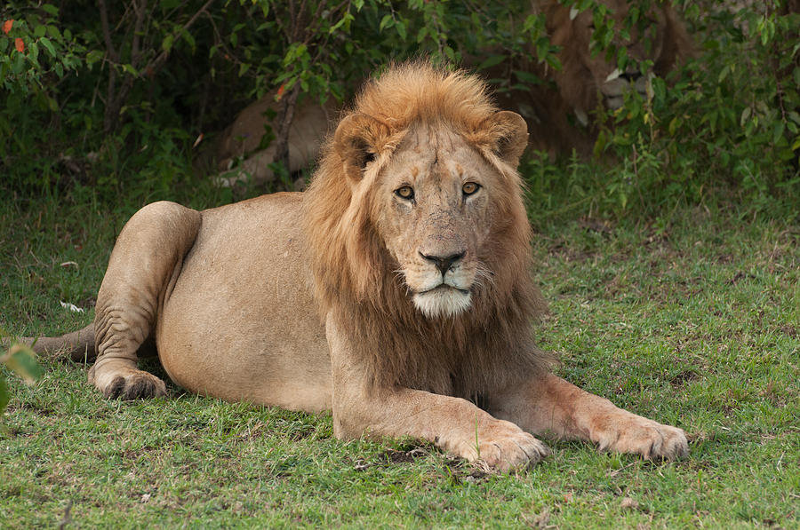 Resting Lion Stares at the Camera Photograph by Peggy Blackwell
