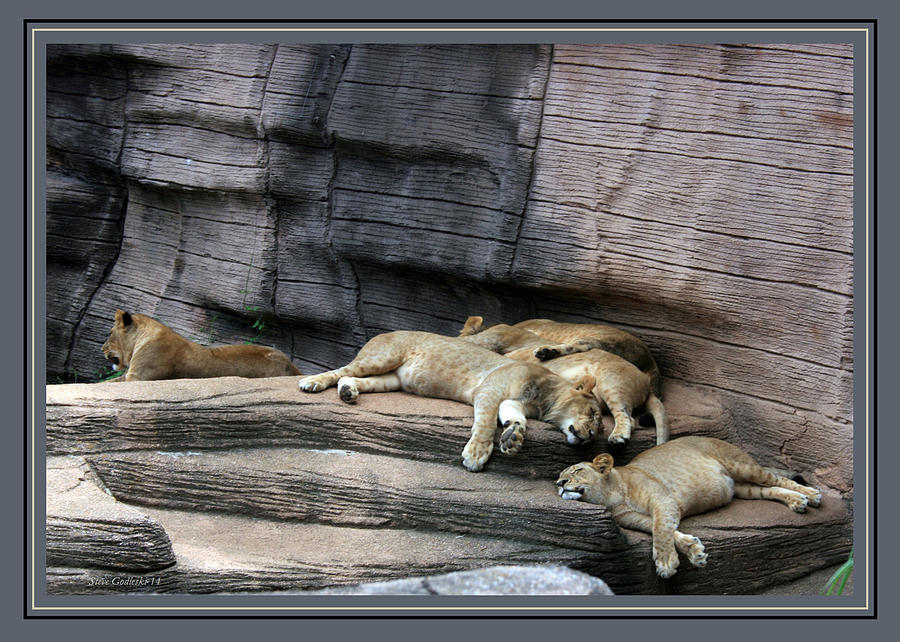 Resting Lions Photograph by Steve Godleski