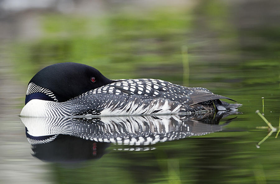 Resting Loon Photograph by John Vose