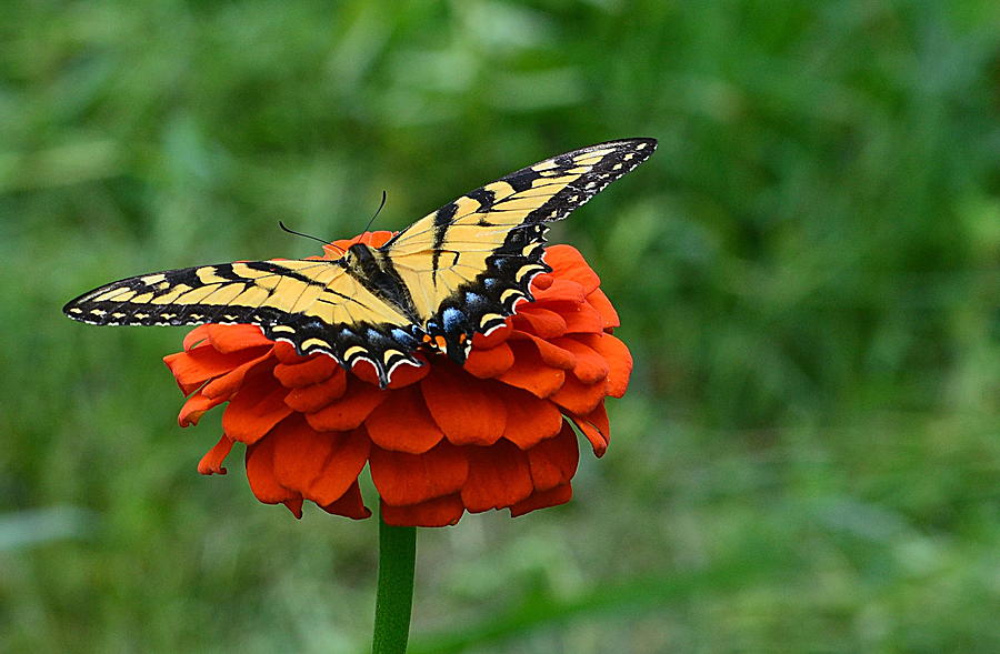 Butterfly Photograph - Resting by Marjorie Tietjen